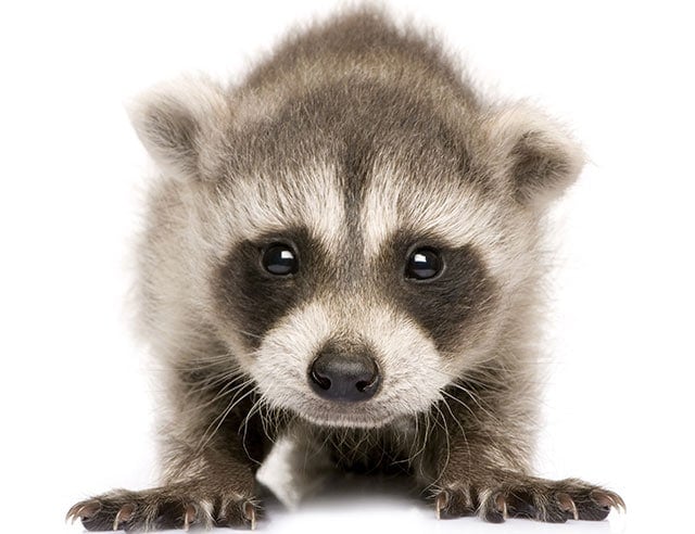 Raccoon Removal Ottawa