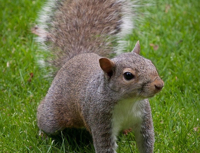 Squirrel Feature Profile
