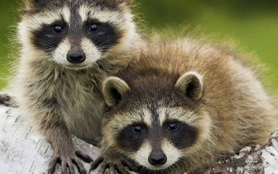 It’s baby season for your local wildlife.