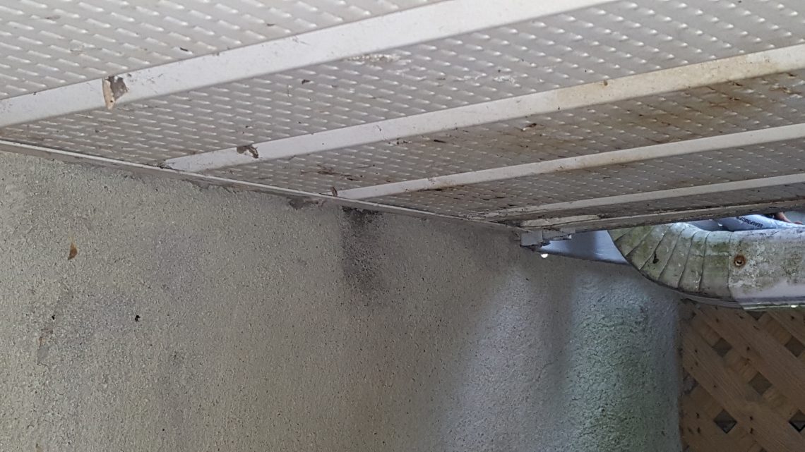 Termites in Canada