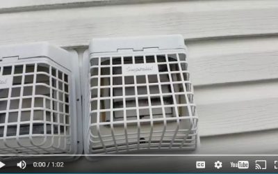 Mold caused by birds