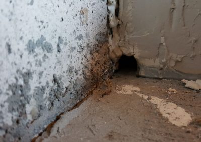 Mouse Removal Ottawa