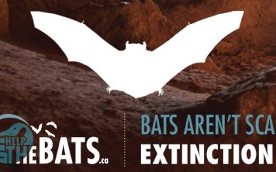Get ‘Em Out and CWF Looking for Homeowners to Participate in Bat House Study