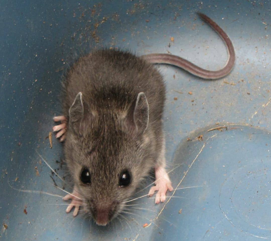 Mouse observing its surroundings