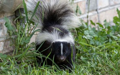 How to Identify Wildlife