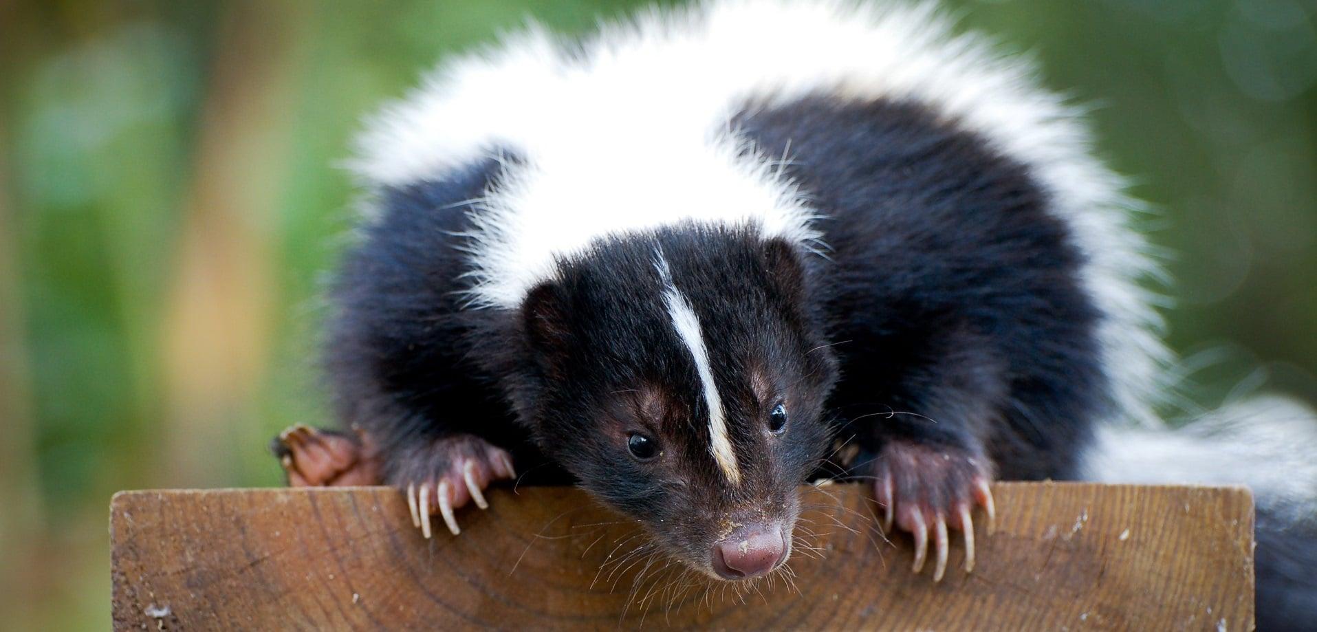 Pest Control Exterminator Hunt Club, ON