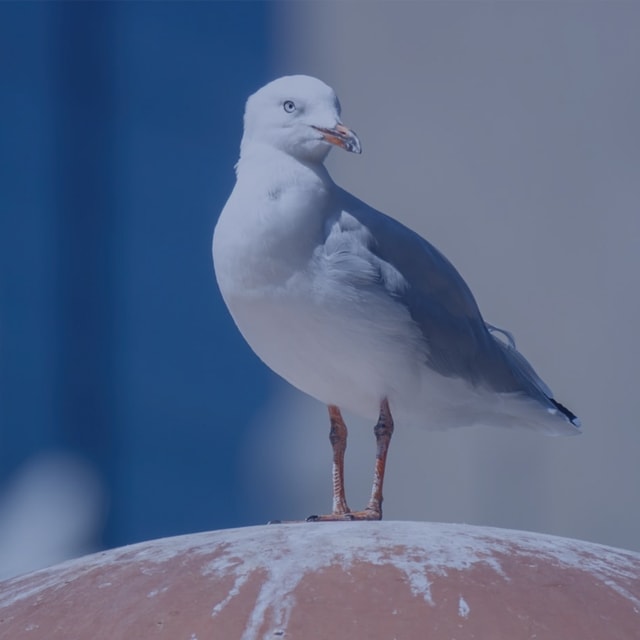 Bird Control Ottawa