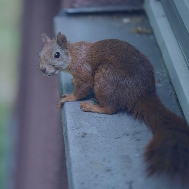 Squirrel Removal Ottawa