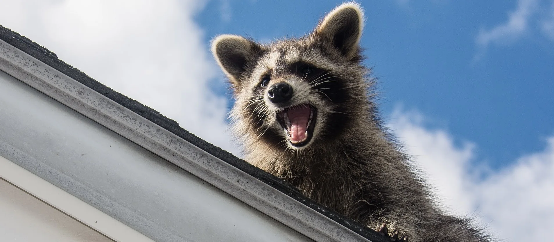Raccoon Removal Company Ottawa