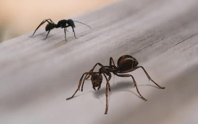 Canadian ant types