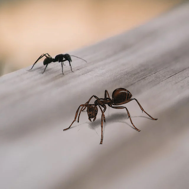 Termites in Canada