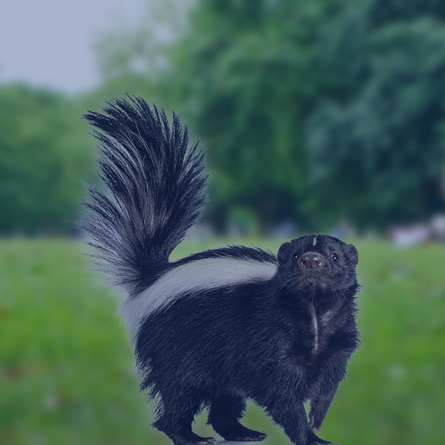Skunk Removal in Ottawa