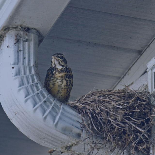 Commercial bird Removal Ottawa