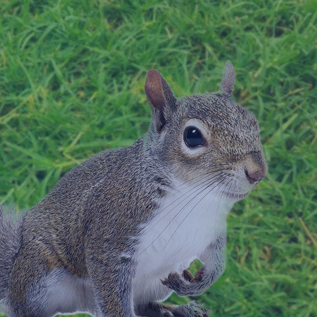 Our Squirrel Control Process in Ottawa