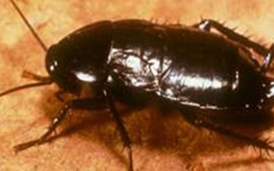 How to Get Rid of Cockroaches at Home?