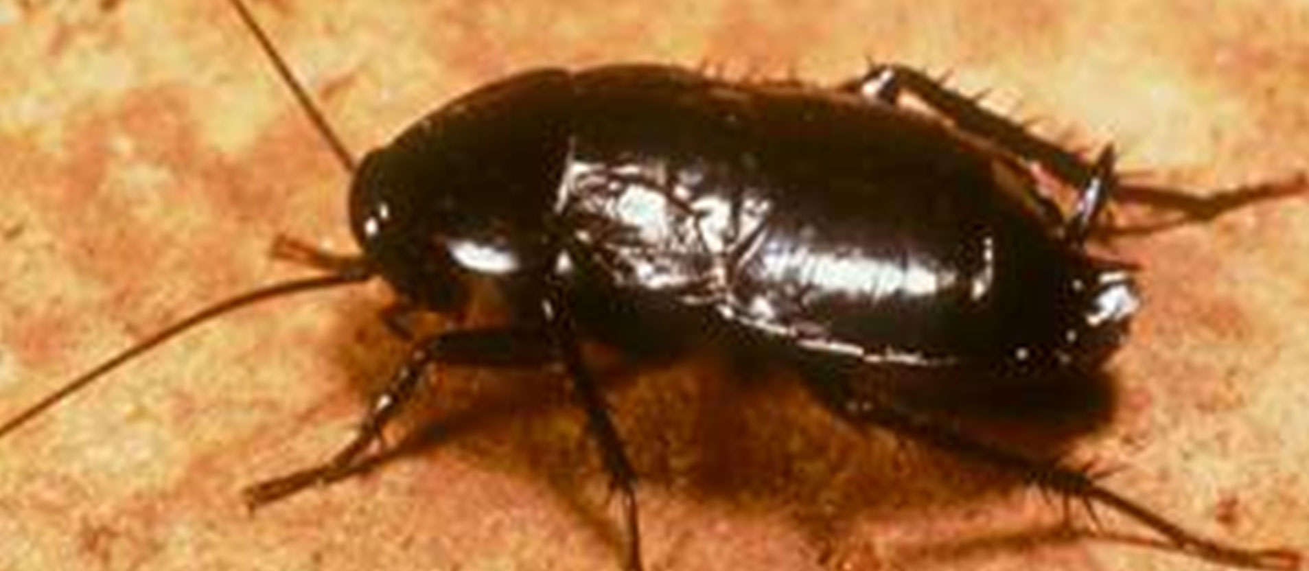 Home Cockroach Removal Strategies
