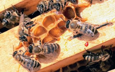 Tips for Recognizing Bees