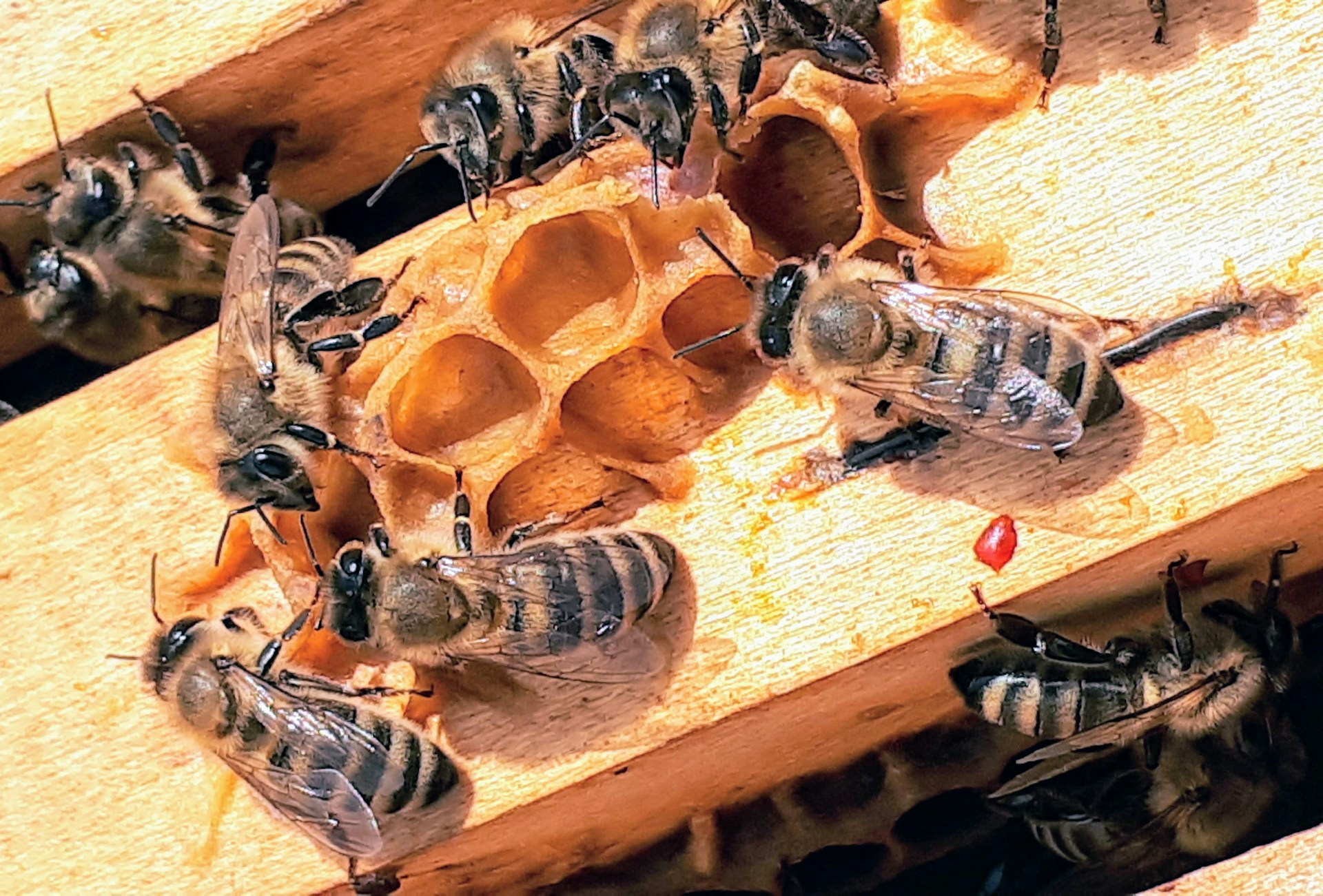 Termites in Canada