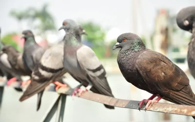 How to Spot Birds