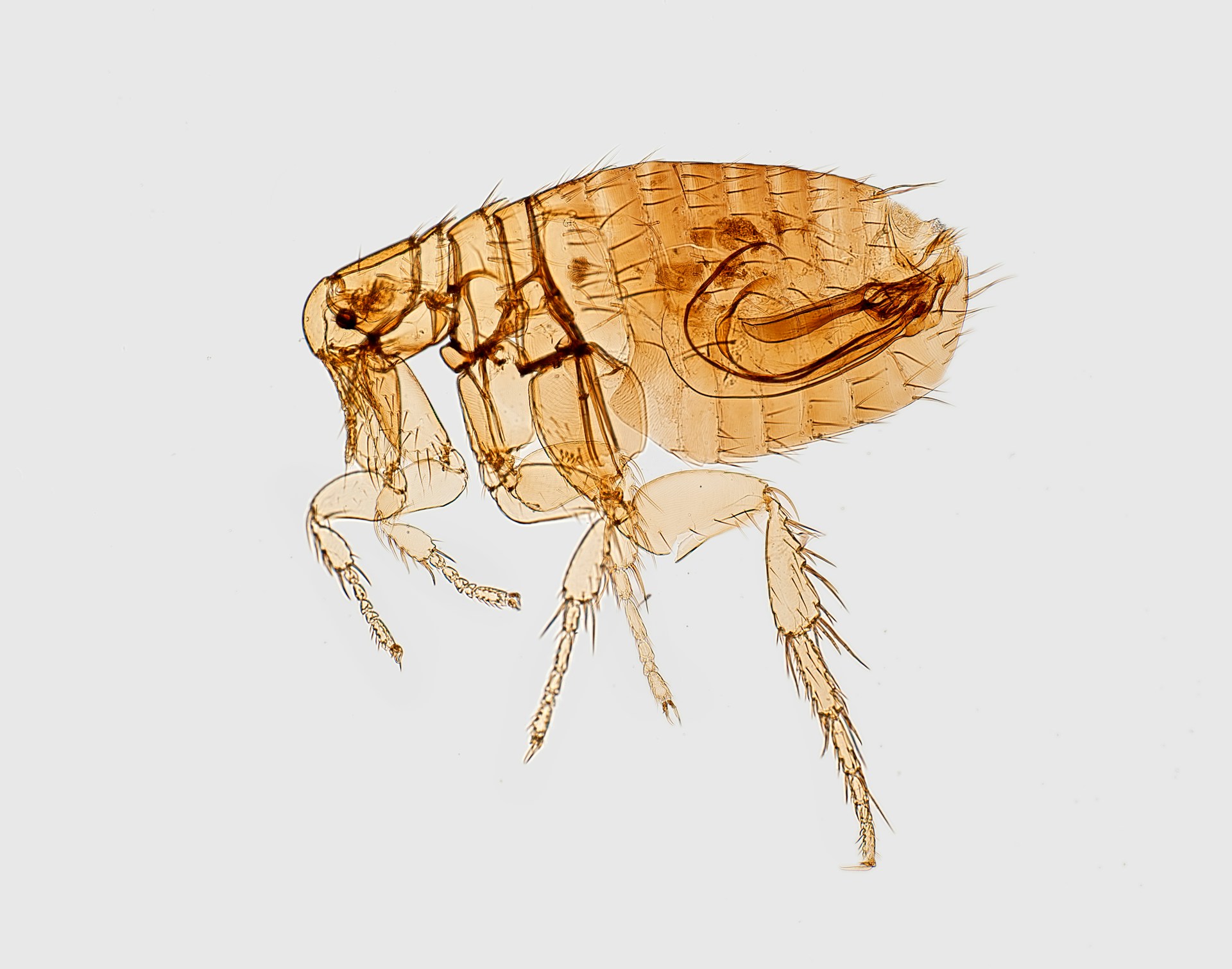 Termites in Canada