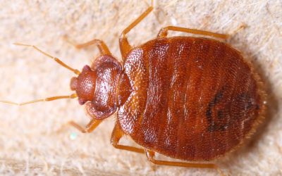 How to Spot Bed Bugs?