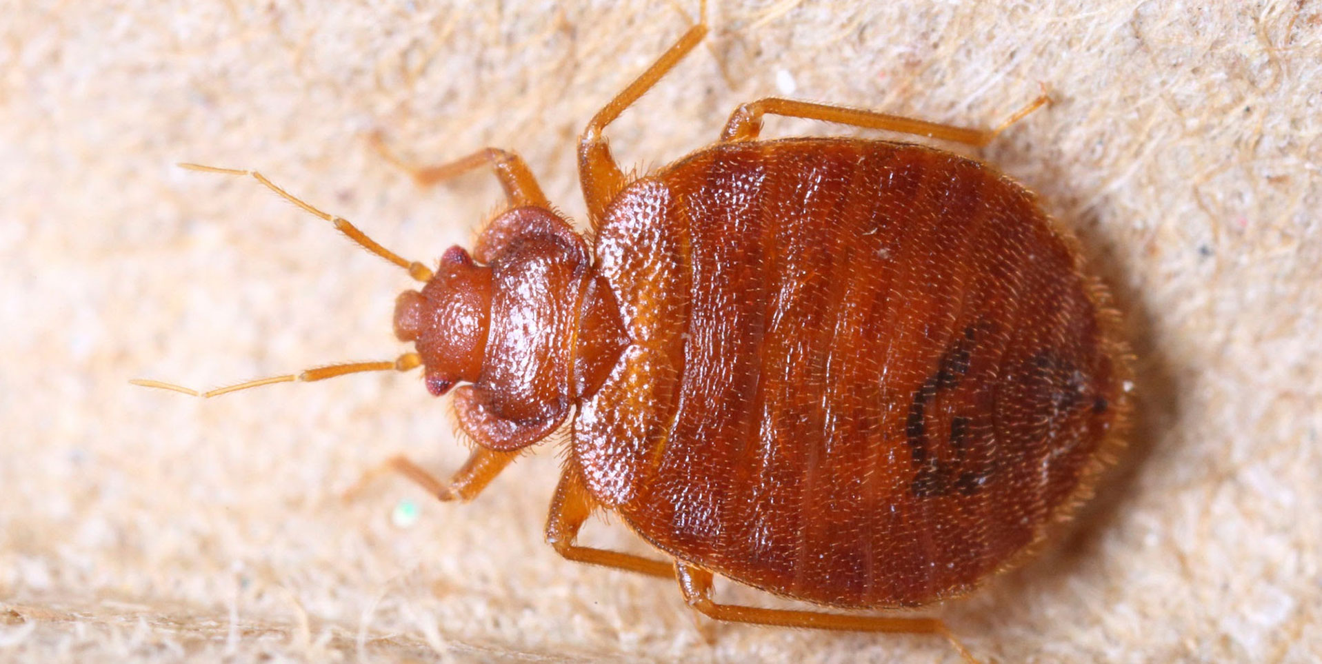Termites in Canada