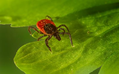 How to identify Ticks?