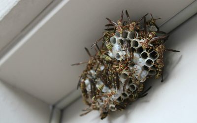 How to Spot Wasps