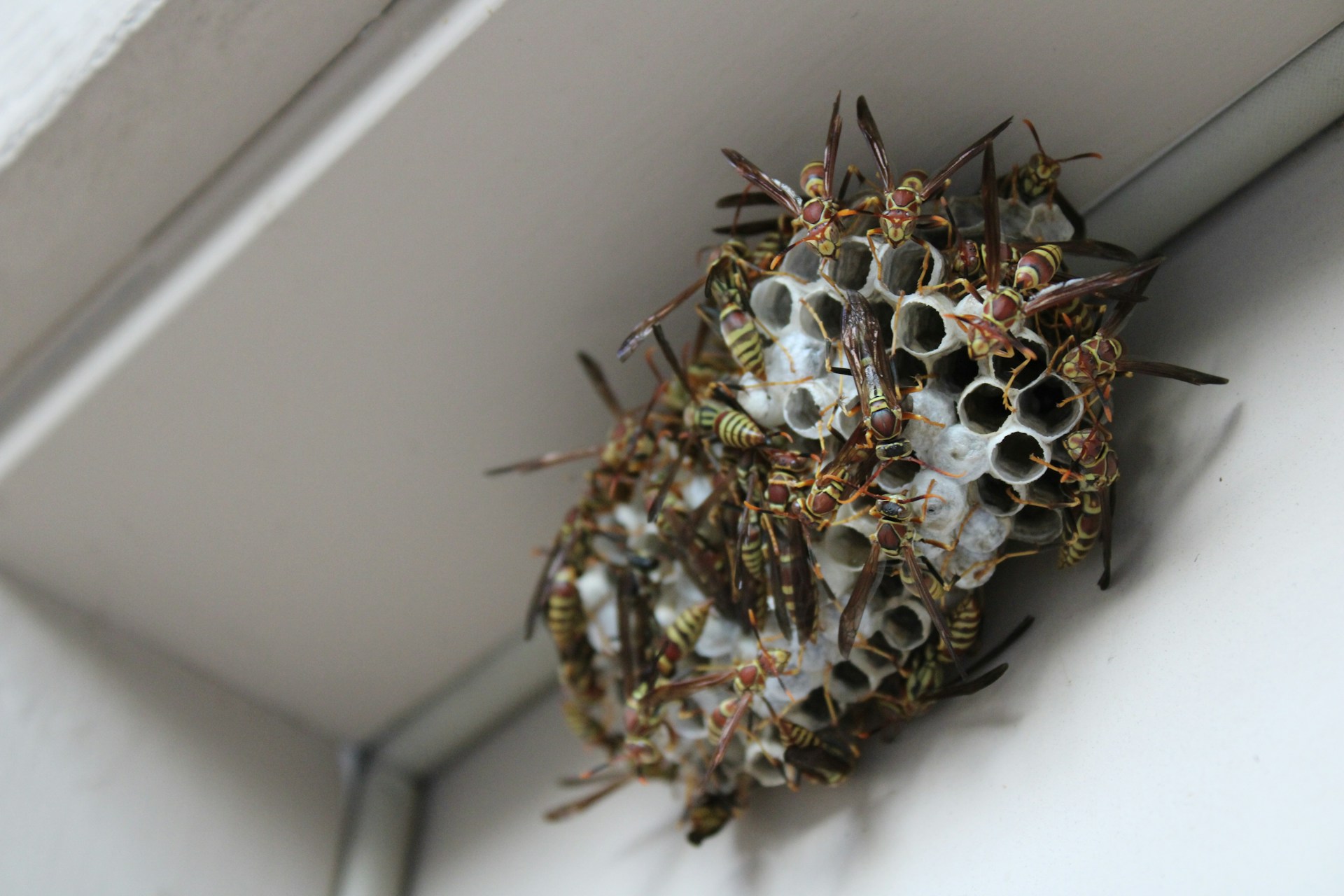 Termites in Canada