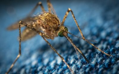 What Mosquitoes Look Like
