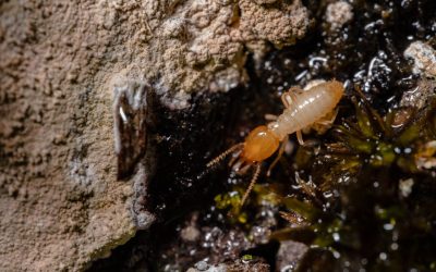 What Kinds of Termites Are in Canada?