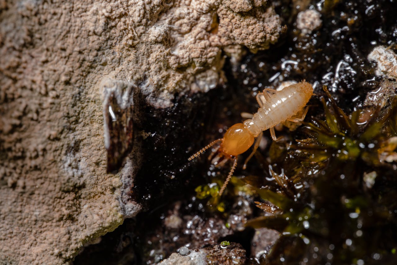 Termites in Canada