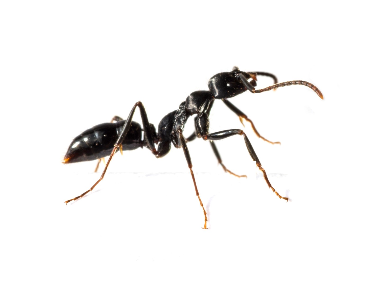 Pest Profile Little black ant