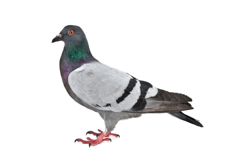 Pest Profile Pigeons