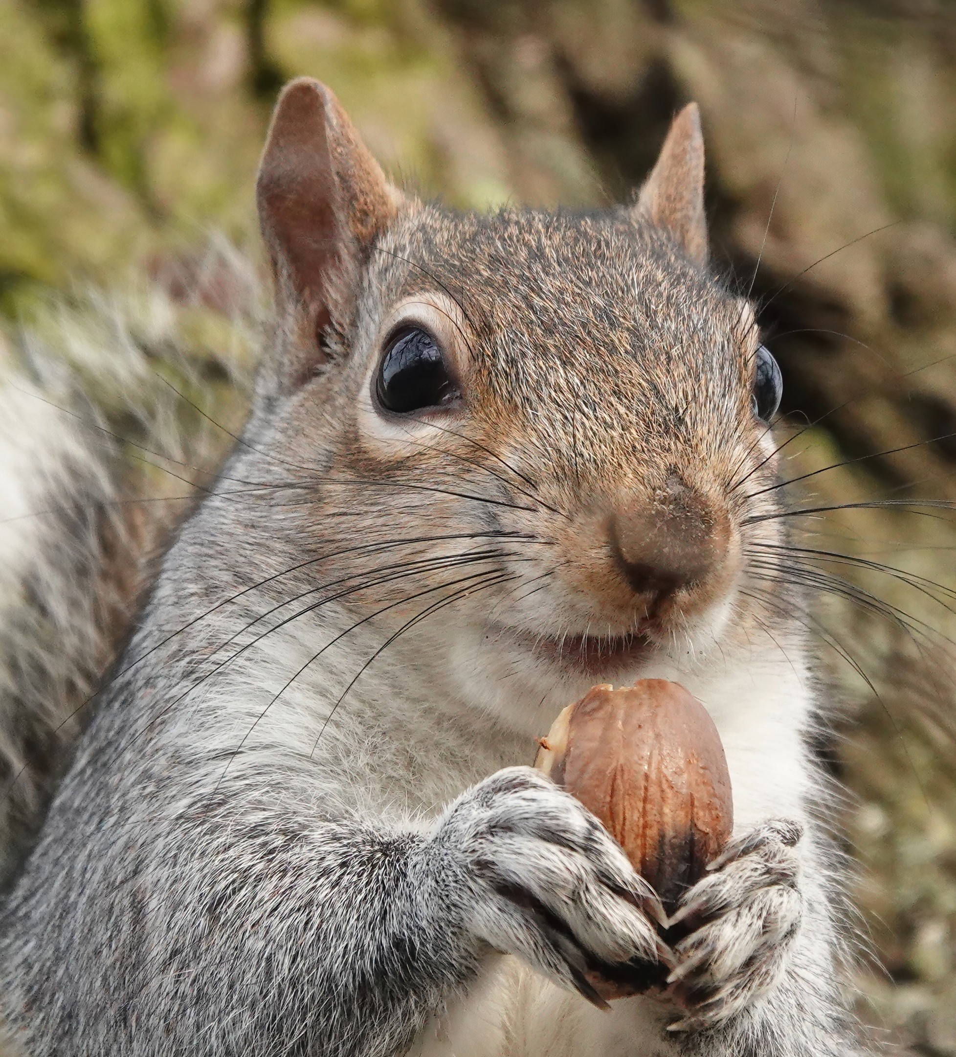 Pest Profile Rodent