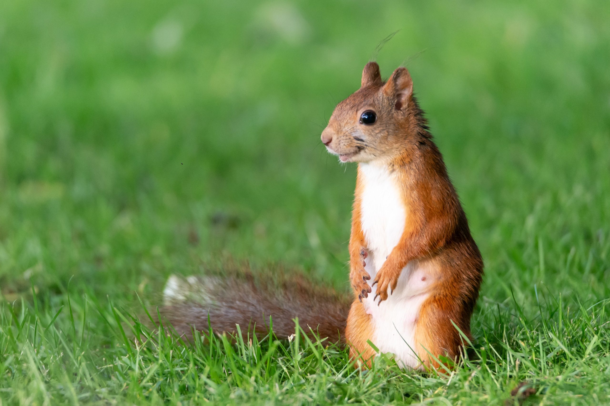 Pest Profile squirrels