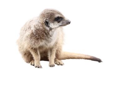 Virginia Opossum