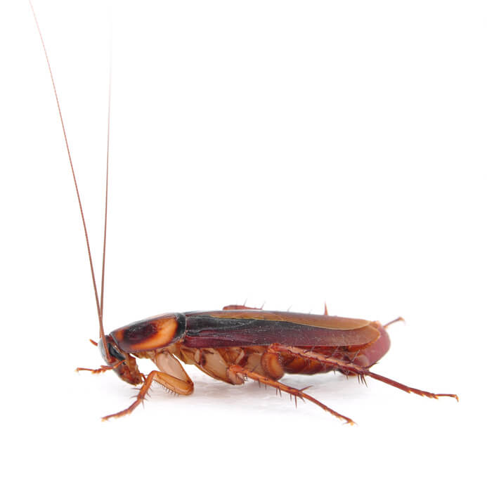 Pest Profile Cockroach