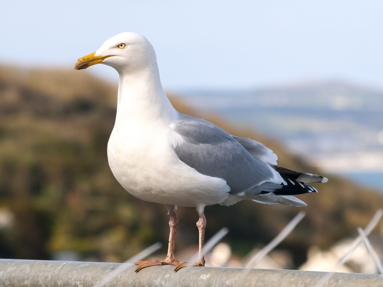 Pest profile herring gull