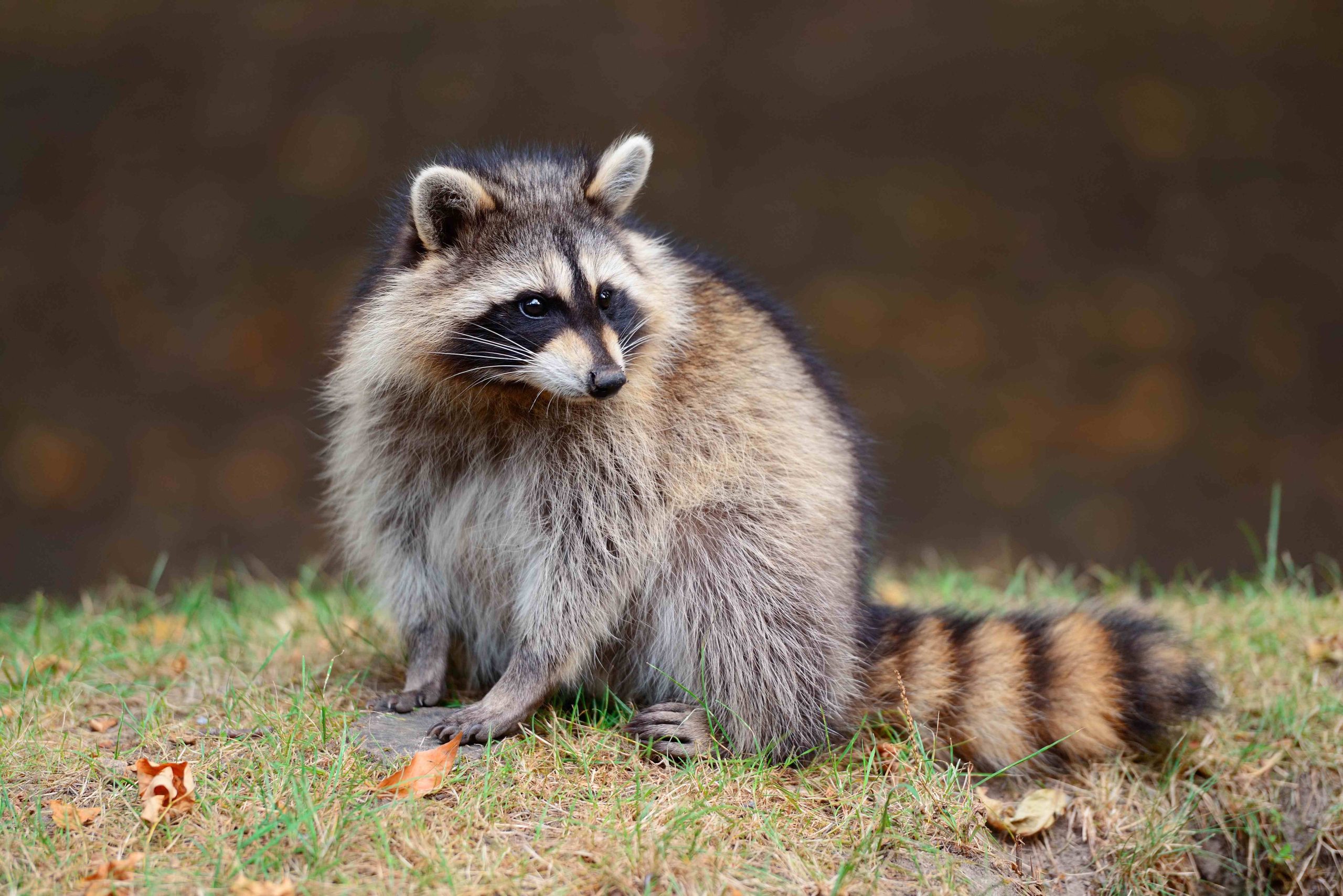 Pest Profile raccoon