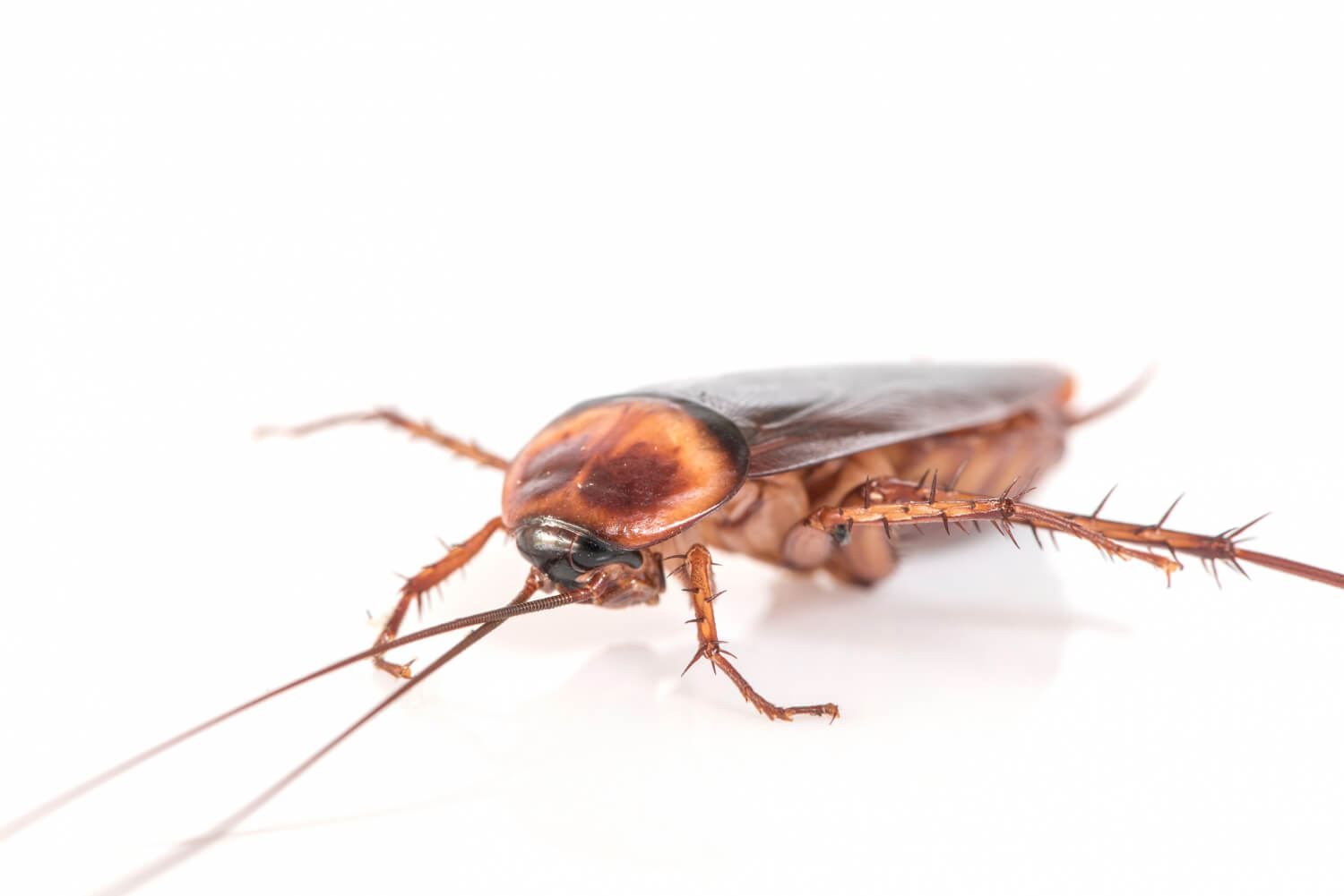 Pest Control Brockville