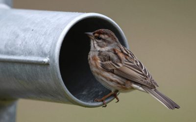 Birds in Dryer Vent Ottawa: Signs, Dangers & How to Remove Them Safely